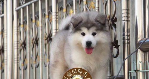 阿拉斯加幼犬梳毛技巧有哪些？如何保持毛发健康？