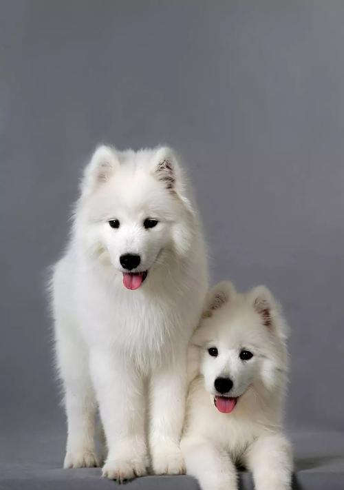 爱斯基摩犬尾巴什么样？如何正确识别其尾巴特征？