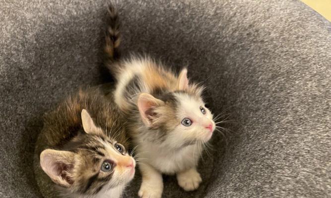 半个月大的猫咪吃什么？如何正确喂养幼猫？