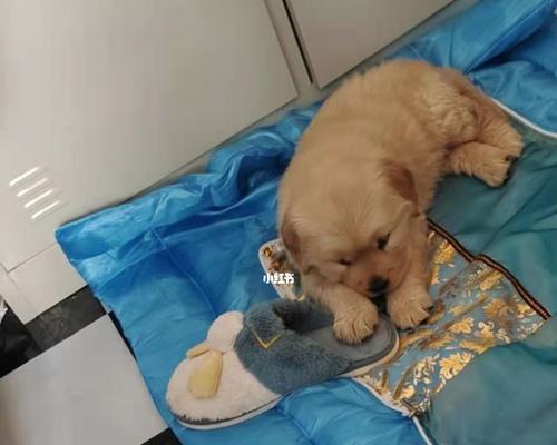 半个月大的幼犬适合吃什么食物？喂养指南和注意事项是什么？