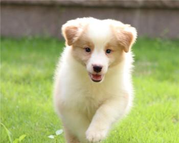 半个月大的幼犬适合吃什么食物？喂养指南和注意事项是什么？