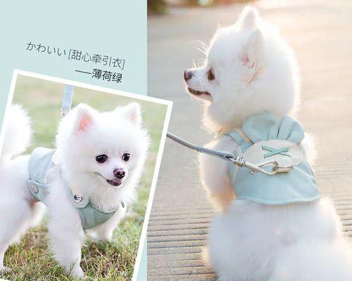 半夜被野狗跟怎么办？如何安全应对？