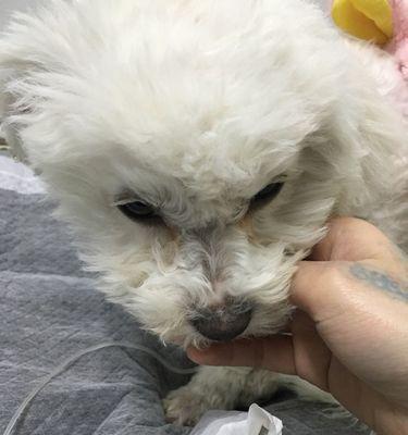 半月狗大便干硬怎么办？如何改善宠物的消化问题？