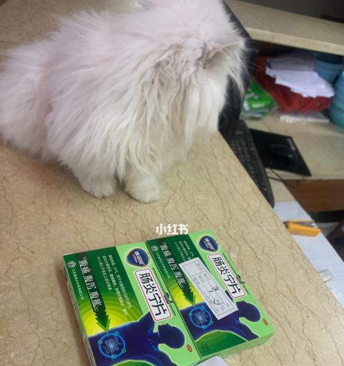 狗狗消化不良怎么办？哪些药物可以帮助狗狗消化？