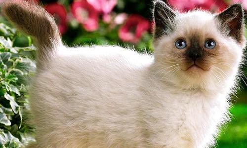 保定能从哪里收养猫咪？收养猫咪的流程和注意事项是什么？
