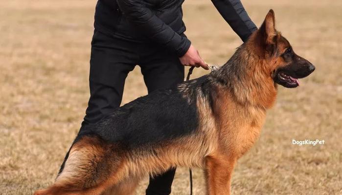 北京巨星犬舍的狗狗质量如何？购买后常见问题有哪些？