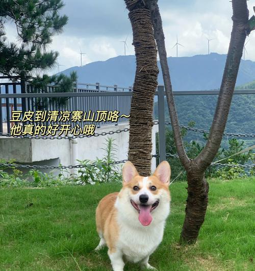 北京哪些景点允许携带宠物小狗？遛狗好去处有哪些？