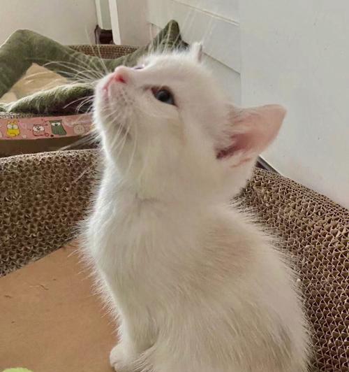 北京哪里可以收养小猫？收养小猫的流程和注意事项是什么？