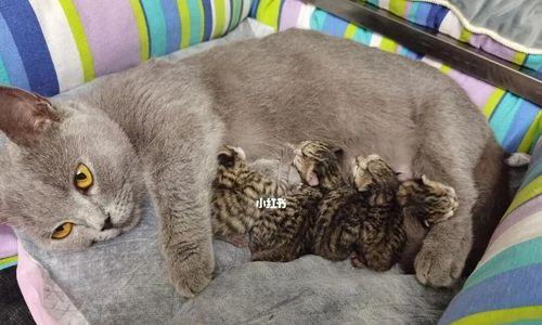 北京哪里可以领养猫咪？领养猫咪需要什么条件？