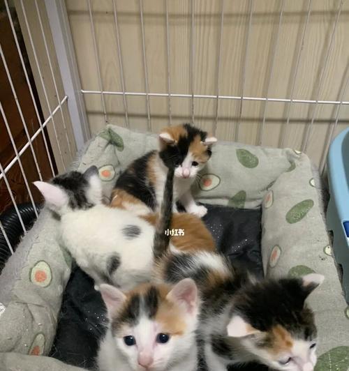 北京哪里可以领养猫咪？领养猫咪需要什么条件？