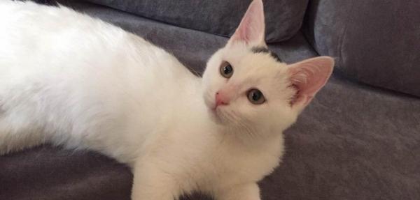 北京哪里可以领养猫咪？领养猫咪需要什么条件？