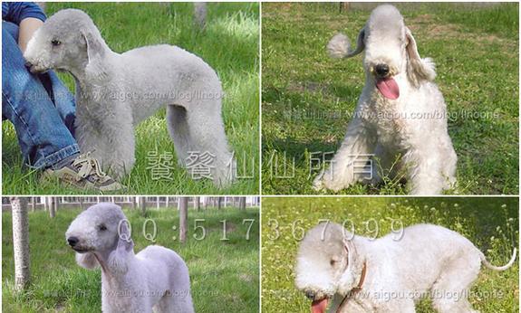 贝林顿梗犬多少钱一个？购买时需要注意哪些事项？