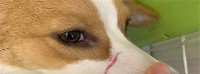 被猫狗抓伤后应该使用哪种药物？如何正确处理伤口？
