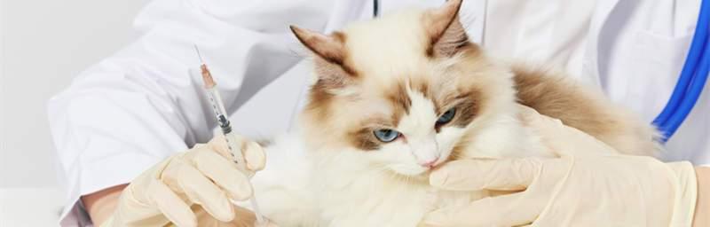 被猫咪咬伤后未接种疫苗怎么办？需要采取哪些紧急措施？