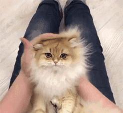 被主人剃成狮子的猫咪？如何处理猫咪的应激反应？