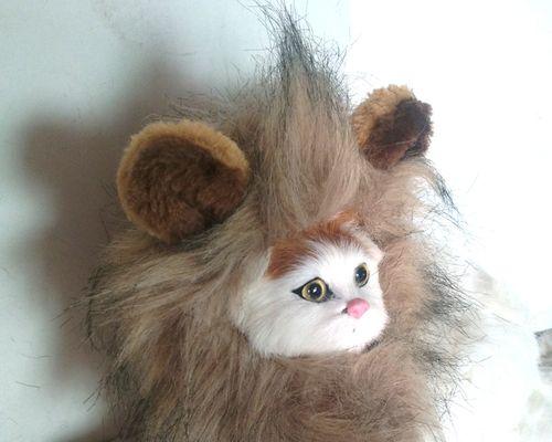 被主人剃成狮子的猫咪？如何处理猫咪的应激反应？