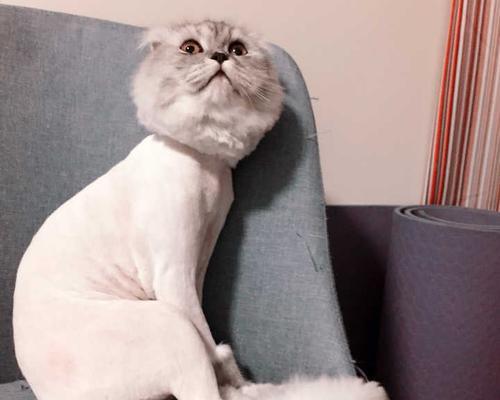 被主人剃成狮子的猫咪？如何处理猫咪的应激反应？