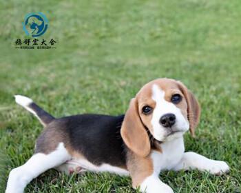 比格幼犬喂狗粮的最佳方法是什么？常见喂养误区有哪些？