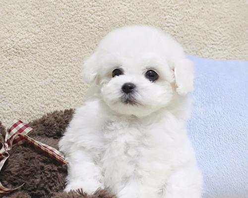 比能犬的特征是什么样？如何识别比能犬的独特属性？