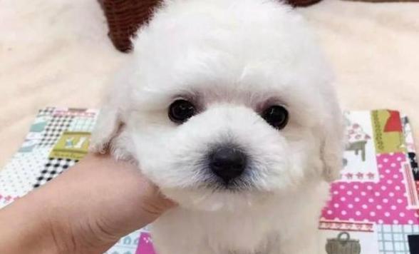 比能犬的特征是什么样？如何识别比能犬的独特属性？