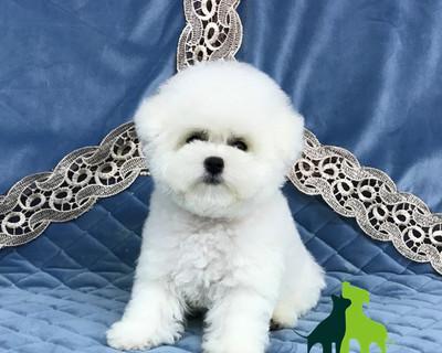 比能犬的特征是什么样？如何识别比能犬的独特属性？