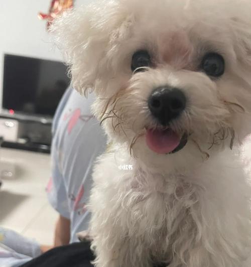 比熊犬适合哪种狗粮？如何选择优质狗粮？