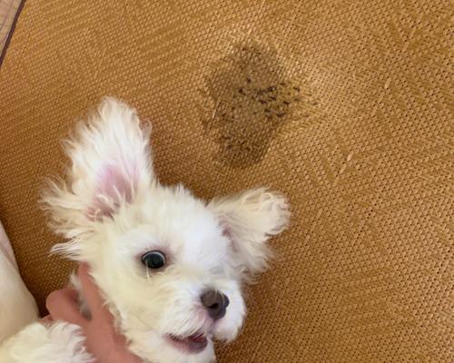 比熊狗不吃狗粮怎么办？如何解决宠物挑食问题？