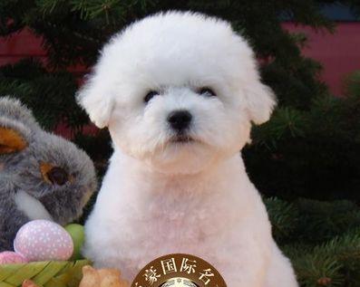 比熊狗狗常见寄生虫有哪些？如何预防和治疗？