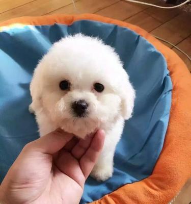 比熊狗狗孕期营养需求是什么？如何科学喂养？
