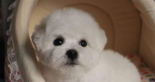 比熊狗狗孕期营养需求是什么？如何科学喂养？