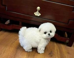比熊情绪挺好但不吃狗粮怎么办？可能的原因和解决方法是什么？