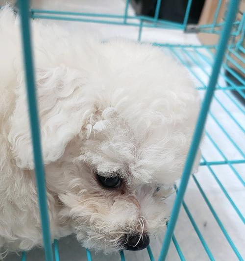 比熊犬发烧时会有哪些症状？如何正确处理？