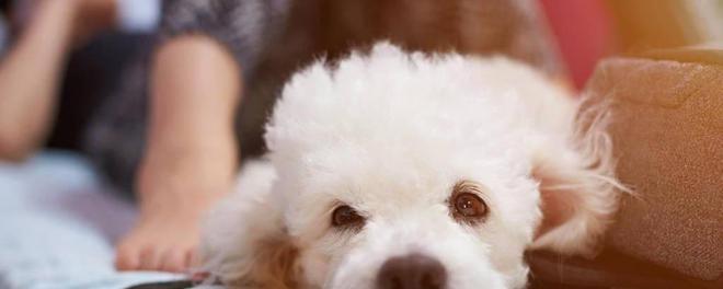比熊犬发烧时会有哪些症状？如何正确处理？