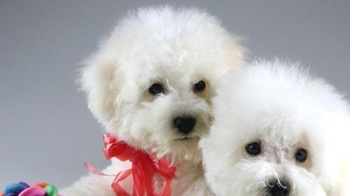 比熊犬性格特点是什么？如何训练比熊犬？