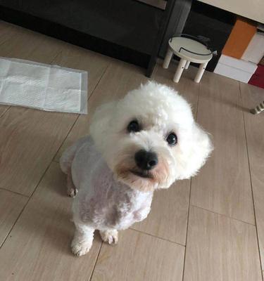 比熊犬性格特点是什么？如何训练比熊犬？