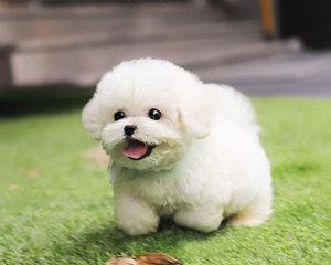 比熊犬性格特点是什么？如何训练比熊犬？