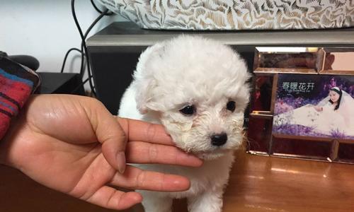 比熊犬内驱虫药怎么选？常见驱虫药物有哪些？