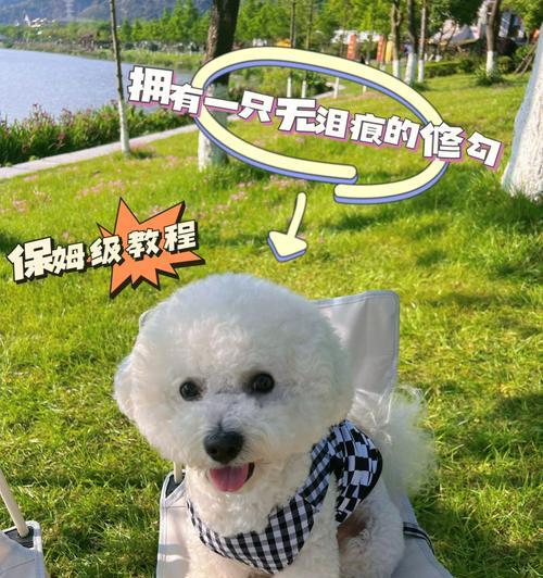 比熊犬骚味大怎么办？狗粮选择有影响吗？