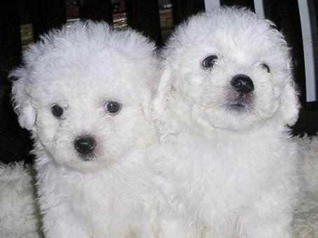 比熊幼犬肛门红是什么原因？如何处理？