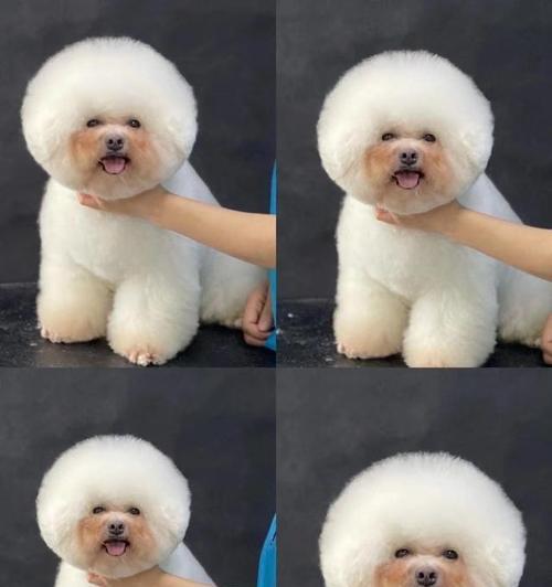 比熊幼犬肛门红是什么原因？如何处理？