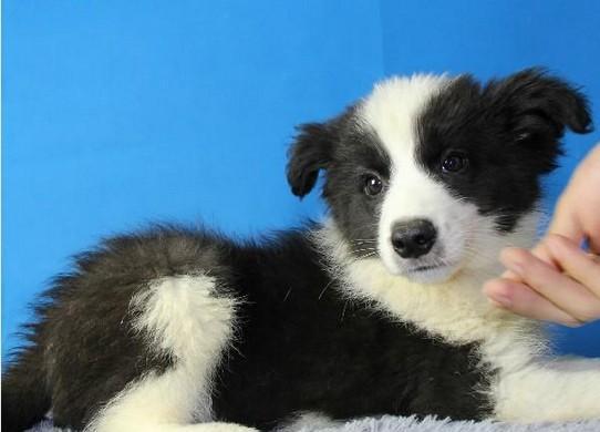 边牧狗狗几个月算成犬？成犬期的特征和护理要点是什么？