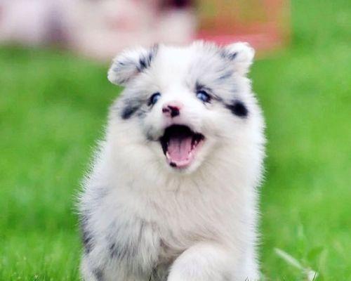 边牧羊犬产后饮食指南？如何正确喂养？