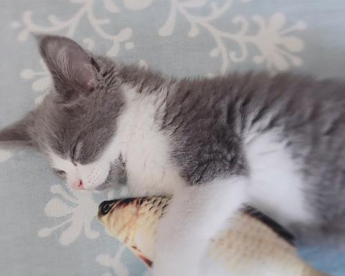 冰冻的鱼小猫可以吃吗？安全喂食的正确方法是什么？