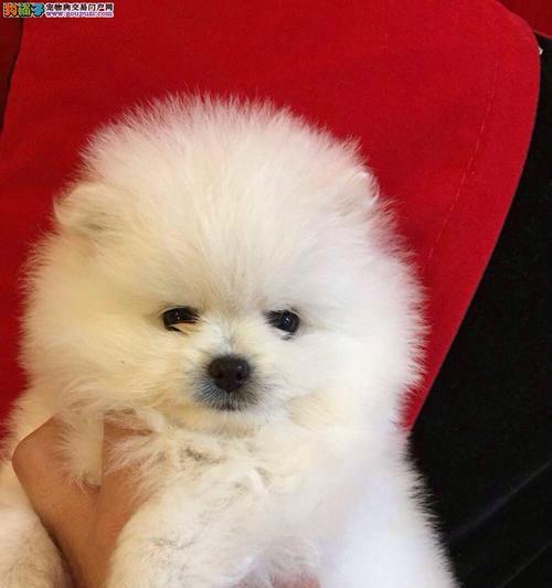 博美狗得了犬瘟怎么办？如何进行有效的治疗和护理？