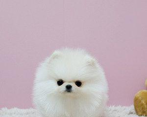 博美狗狗鼻子颜色变浅是怎么回事？如何处理？