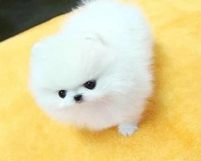 博美犬6岁后可能出现哪些健康问题？如何预防和处理？