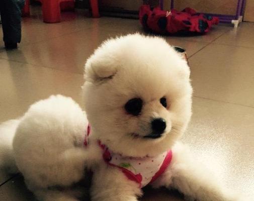 博美犬6岁后可能出现哪些健康问题？如何预防和处理？