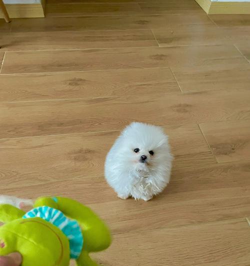 博美犬抱人脚是什么行为？这种行为背后隐藏着什么含义？