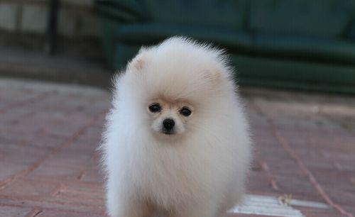 博美犬毛发稀疏的原因是什么？如何促进毛发生长？