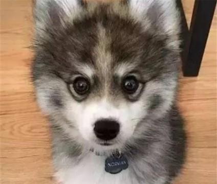 博美犬发情期症状是什么？如何正确应对？